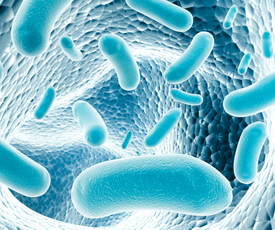 Probiotyki - dlaczego warto je stosować? - NORDIC.PL